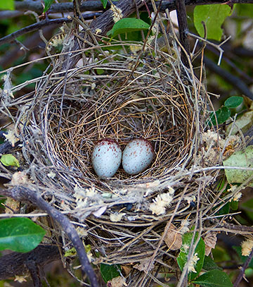 Tropical Boubou nest